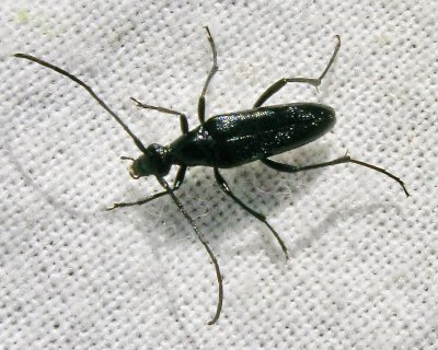 Rdbukig blombock  - Stenurella nigra.jpg