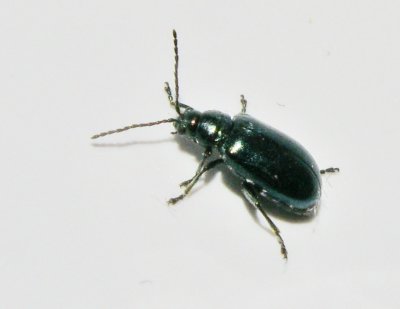 Hasseljordloppa - Altica brevicollis .jpg