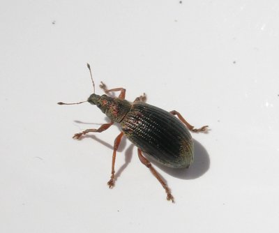 Phyllobius pyri - Kopparlvvivel .jpg