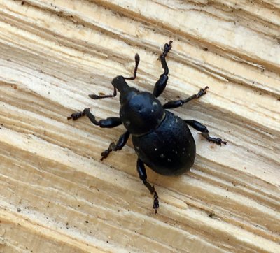 Liparus coronatus - Kronvivel.jpeg