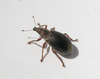 Phyllobius viridicollis - Kraglvvivel.jpg