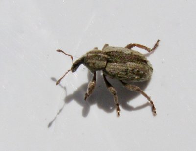 Hypera postica - Lucernkokongvivel.jpg