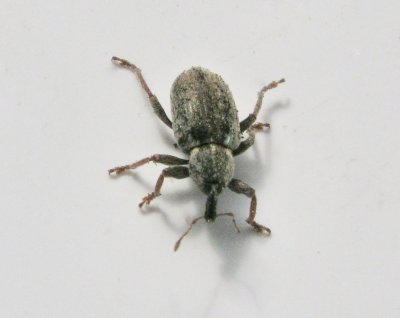Hypera nigrirostris - Grn kokongvivel.jpg