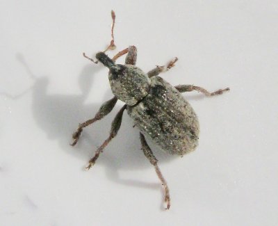Hypera nigrirostris - Grn kokongvivel.jpg