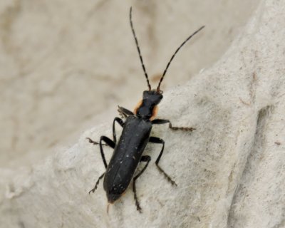 Cantharis obscura - Black Soldier Beetle.jpg