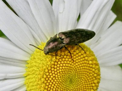 Actenicerus sjaelandicus.jpeg
