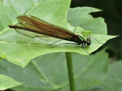 Calopteryx  virgo - Bl jungfruslnda, hona.jpg