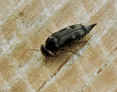 Tomoxia bucephala - Tvflckig tornbagge.jpeg