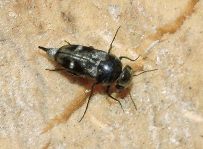 Tomoxia bucephala - Tvflckig tornbagge.jpeg