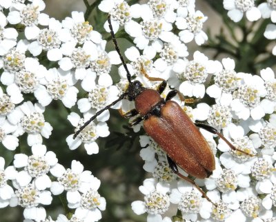 Gulrd Blombock - Stictoleptura rubra Gulrd Blombock, female.jpg