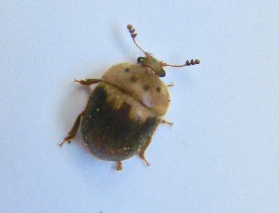 Cychramus variegatus.jpeg