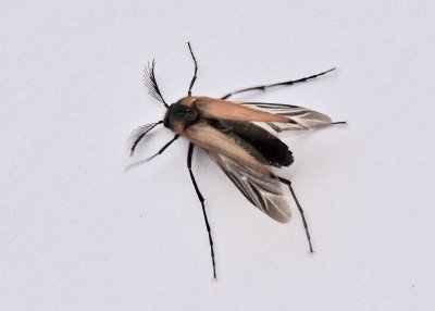 Metoecos paradoxus.jpeg