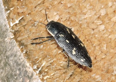 Buprestis novemmaculata - Gulfläckig praktbagge .jpeg