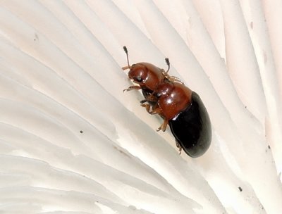 Triplex rufipes.jpeg