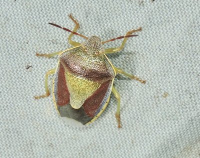 Piezodorus lituratus - Harrisbärfis.jpeg