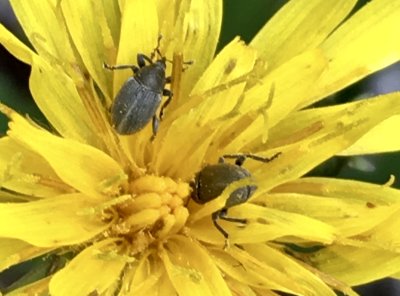 Sibinia viscariae - Tjärblomstervivel.jpeg
