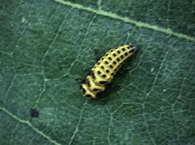 Psyllobora vigintiduopunctataý - 22-prickig nyckelpiga - - 2 .jpg