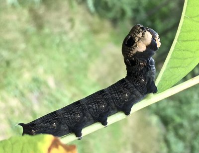 Allmn snabelsvrmare - .Deilephila elpenorjpgElephant Hawkmoth caterpillar.jpeg