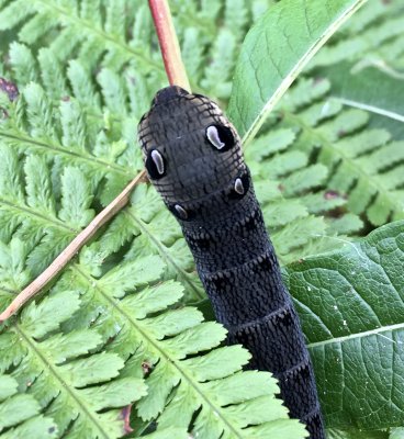 Allmn snabelsvrmare - .Deilephila elpenorjpg