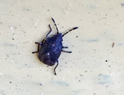 Zicrona caerulea - Blå rovbärfis.jpeg