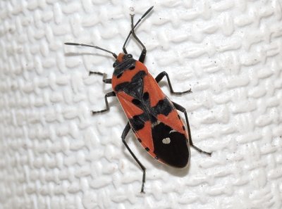 Lygaeus equestris - Riddarskinnbagge .jpg