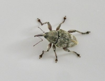 Curculio venosus - Bandad ollonvivel.jpg
