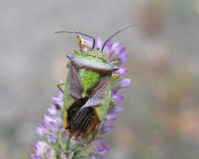 Acanthosoma haemorrhoidale - Hagtornsbärfis .jpg