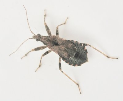 Himacerus mirmicoides.jpeg