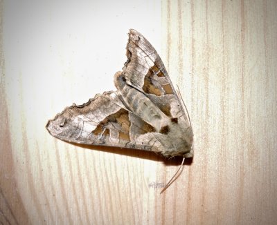 Tandfly - Phlogophora meticulosa.jpeg