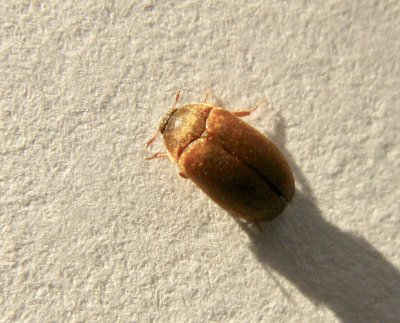 Attagenus smirnovi, hona.jpeg