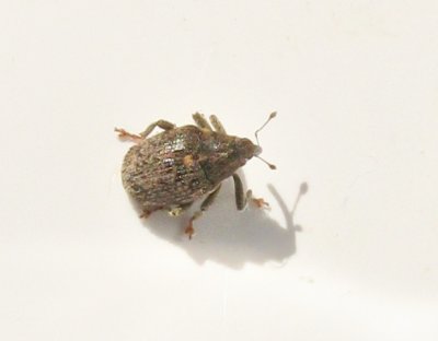 Ceutorhynchus pallidactylus - Fyrtandad rapsvivel.jpeg