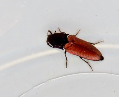 Ampedus sanguineus - Blodrd knppare.jpg