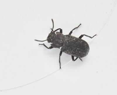 Bolitophagus reticulatus - Vanlig svampsvartbagge.jp