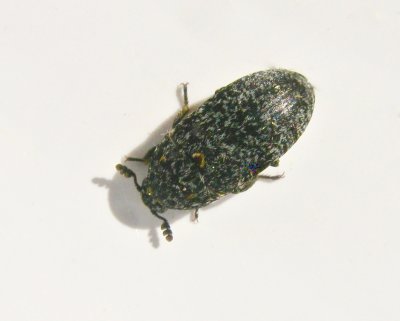 Dermestes murinus.jpeg