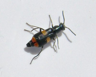 Anthocomus faciatus.jpeg