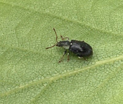 Phyllobius viridicollis - Kraglvvivel.jpg