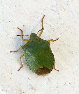 Palomena prasina Grön bärfis.jpg