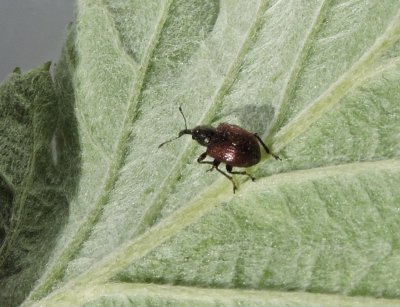 Tatianaerhynchites aequatus - Rönnkäkvivel .jpg