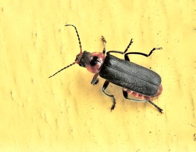 Cantharis rustic.jpeg