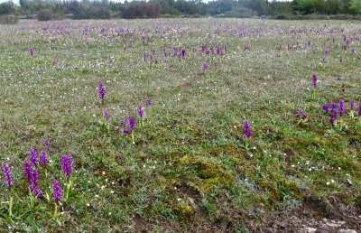 Fields of orchids