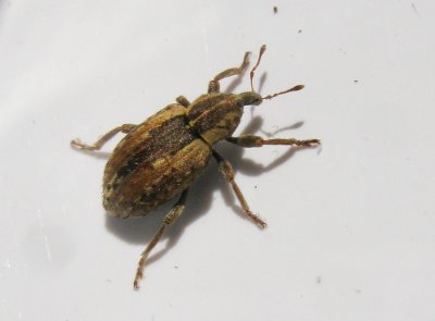 Hypera postica - Lucernkokongvivel.jpg