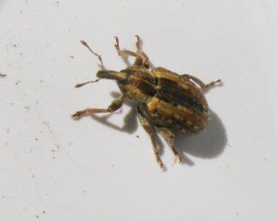Hypera postica - Lucernkokongvivel.jpg