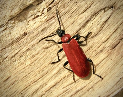 Pyrochroa coccinea - Stor kardinalbagge.jpeg