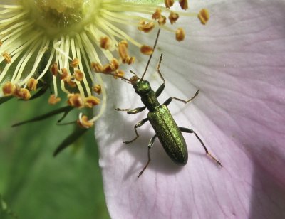 Chrysanthia viridissima - Grn blombagge.jpg