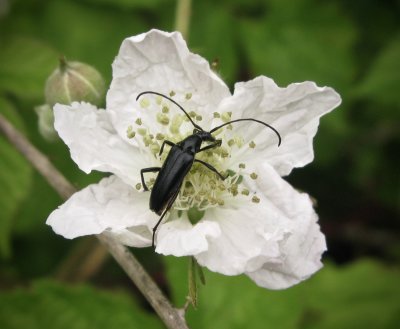 Rdbukig blombock  - Stenurella nigra.jpg