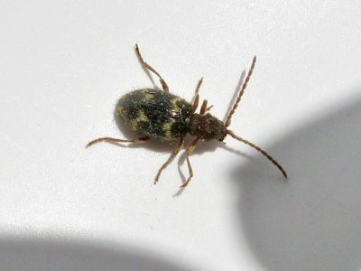 Tjuvbaggar