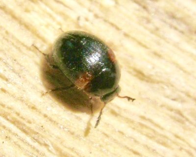 Anisotoma humeralis - Mycelbaggar.jpeg