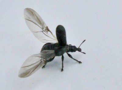 Deporaus betulae - Svart björkrullvivel.jpeg