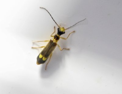Malthinus flaveolus - 6mm.jpeg