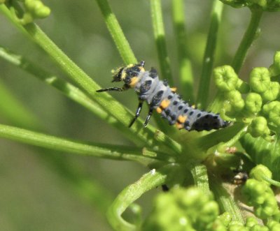 Coccinella septemguttata - 7-prickig nyckelpigelarv.jpeg
